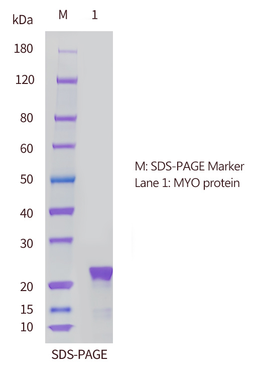 肌紅蛋白(MYO)的SDS-PAGE分析圖 肌紅蛋白(MYO)的SDS-PAGE分析圖